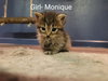 Monique (FOSTER NEEDED w/MOM)