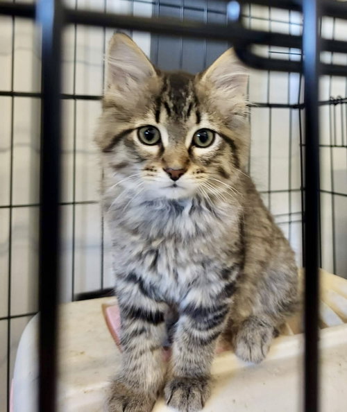 Monique, an adoptable Domestic Short Hair in Detroit Lakes, MN