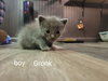 Gronk (FOSTER NEEDED w/MOM)