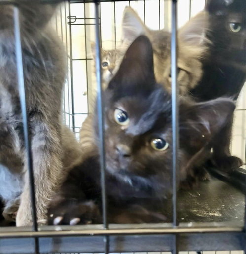 Luna, an adoptable Domestic Short Hair in Detroit Lakes, MN