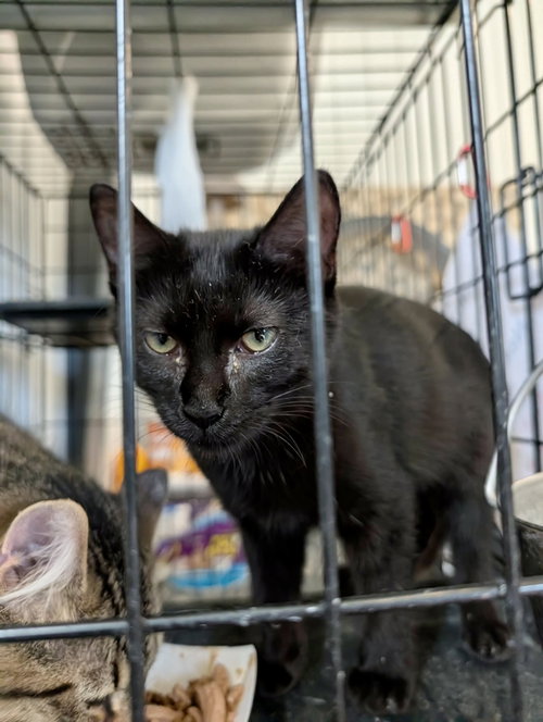 picture of the cat needing adoption