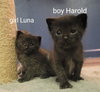 Harold (FOSTER NEEDED w/MOM)