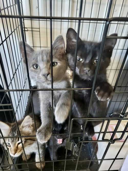 Harold, an adoptable Domestic Short Hair in Detroit Lakes, MN