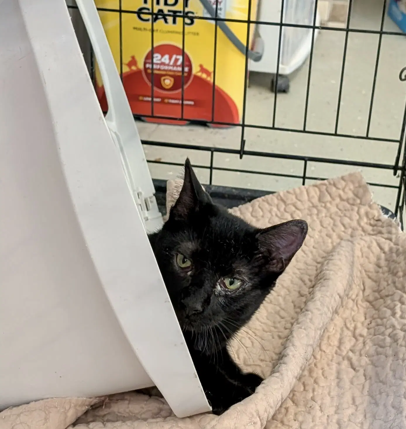 Harold - Domestic Short Hair