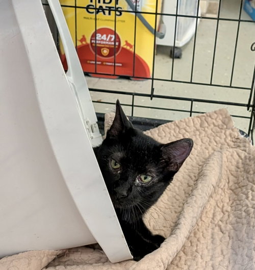 Harold, a cat for adoption from Marshmallow Foundation