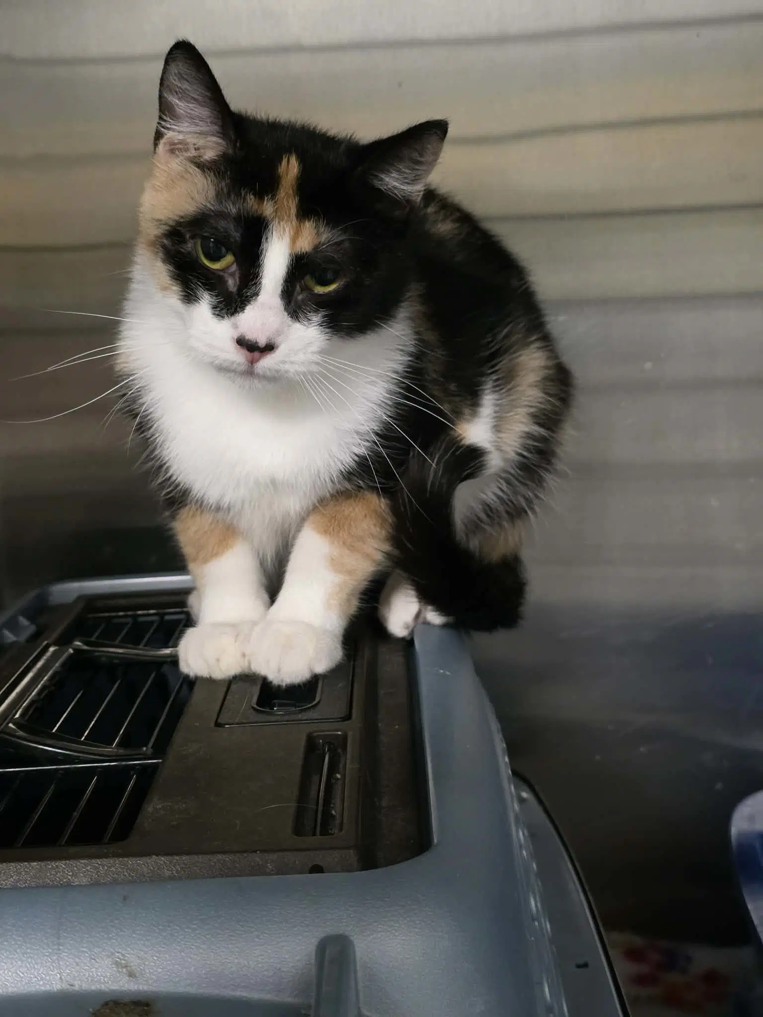 Annabelle - Domestic Short Hair