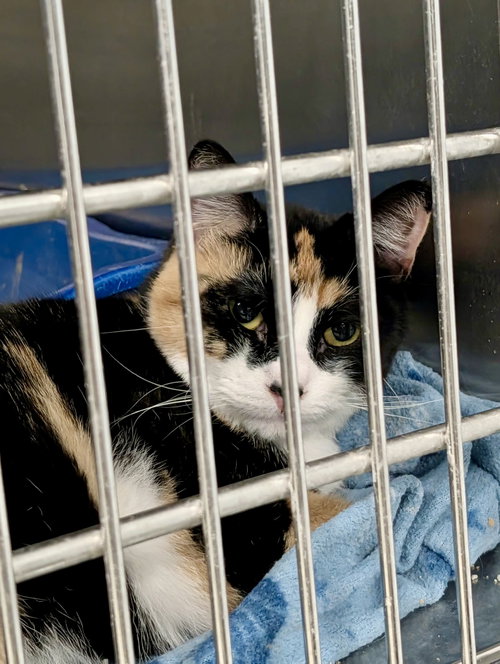 Annabelle, a cat for adoption from Marshmallow Foundation