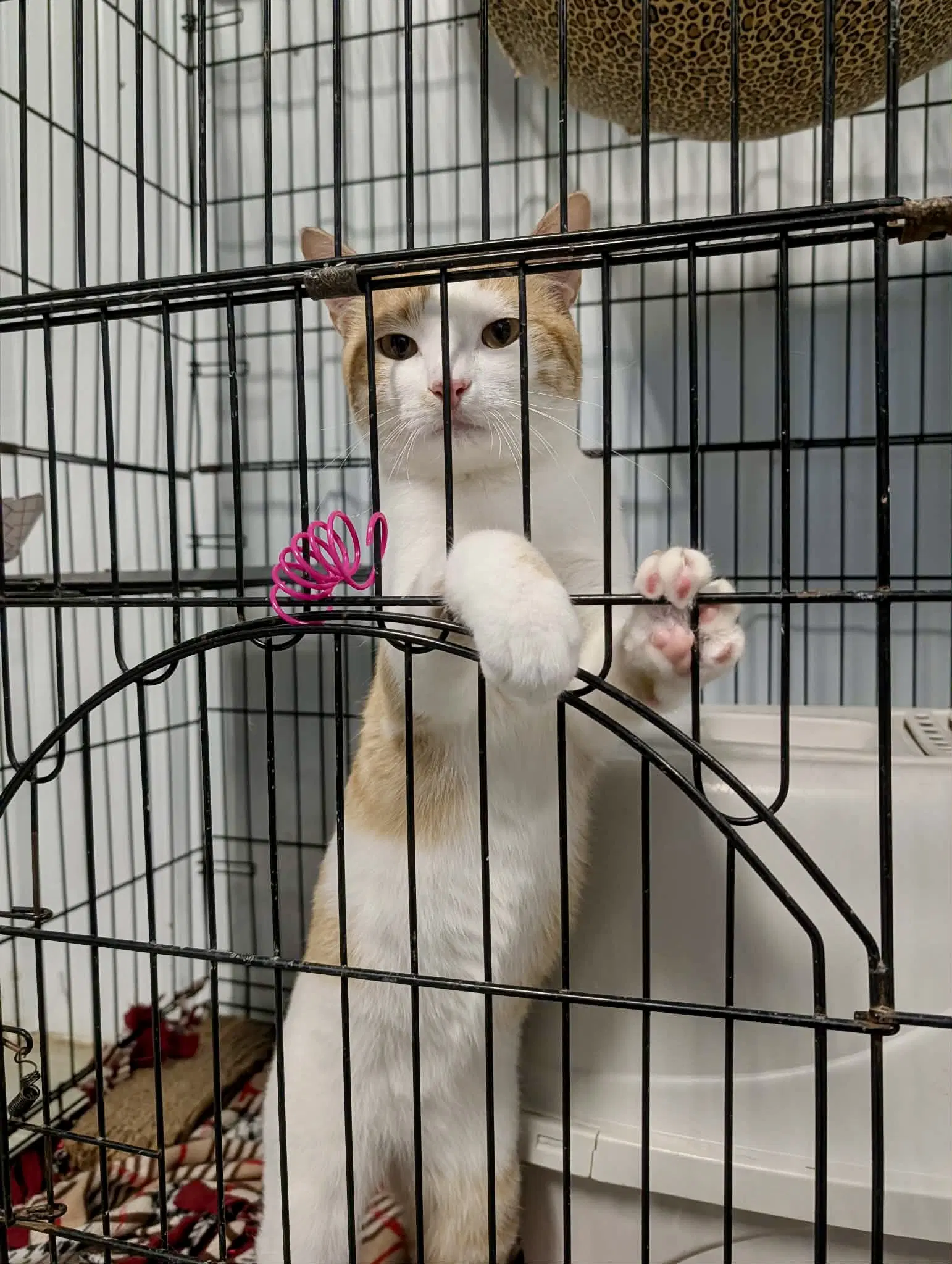 Enrico - Domestic Short Hair