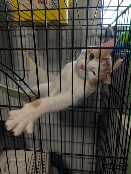 Enrico, a cat for adoption from Marshmallow Foundation
