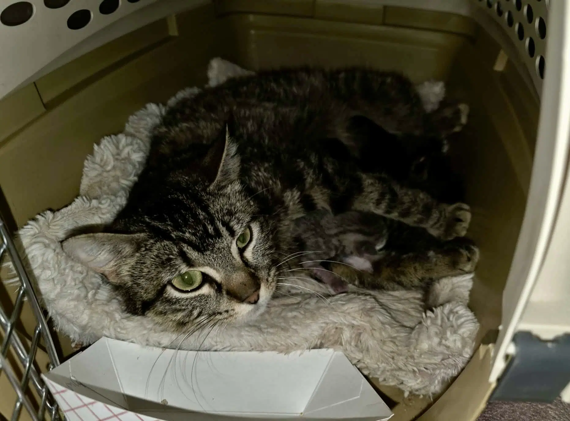John Johanna Tyler Foster Needed - Domestic Short Hair