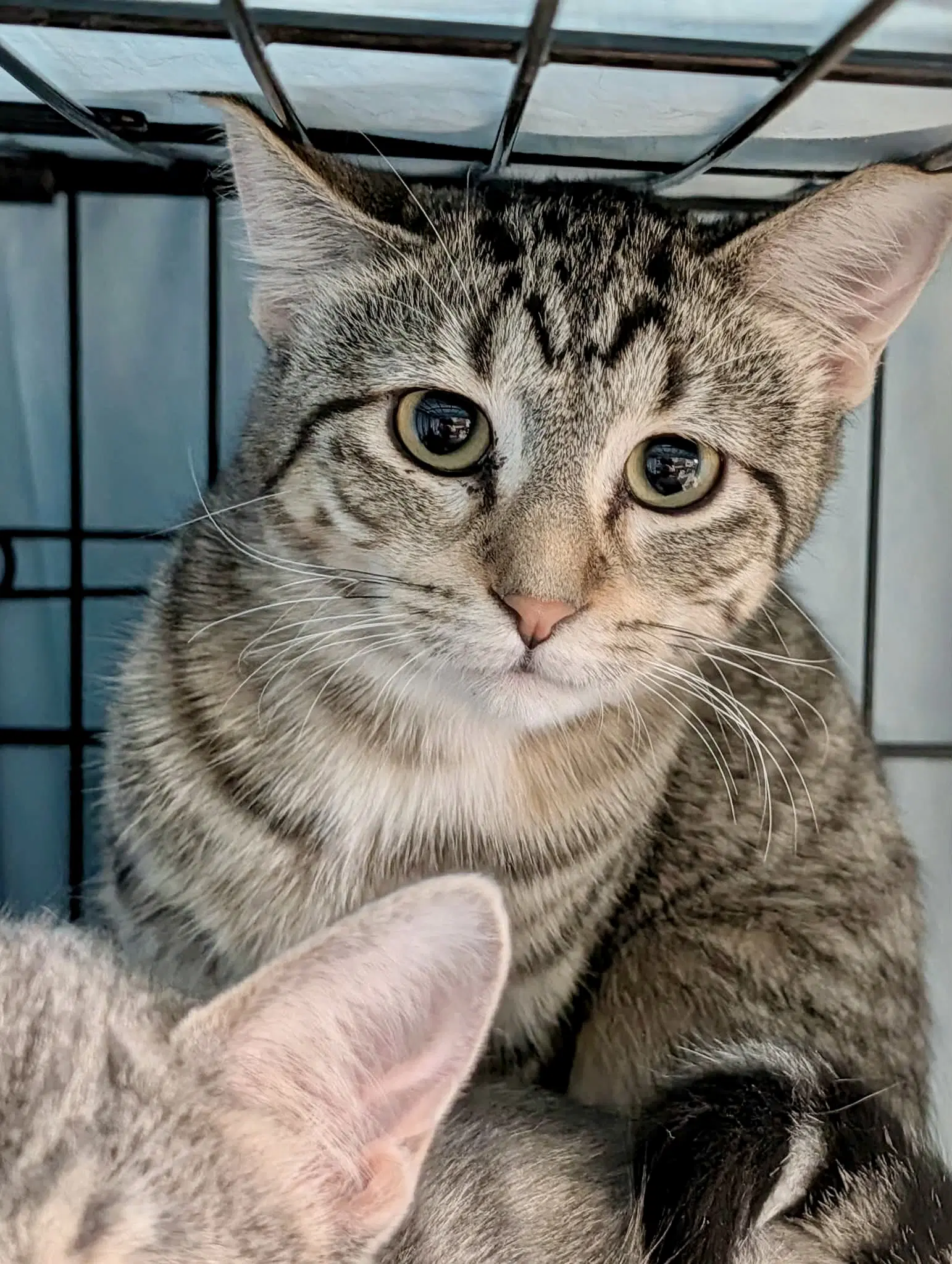 Zumo - Domestic Short Hair