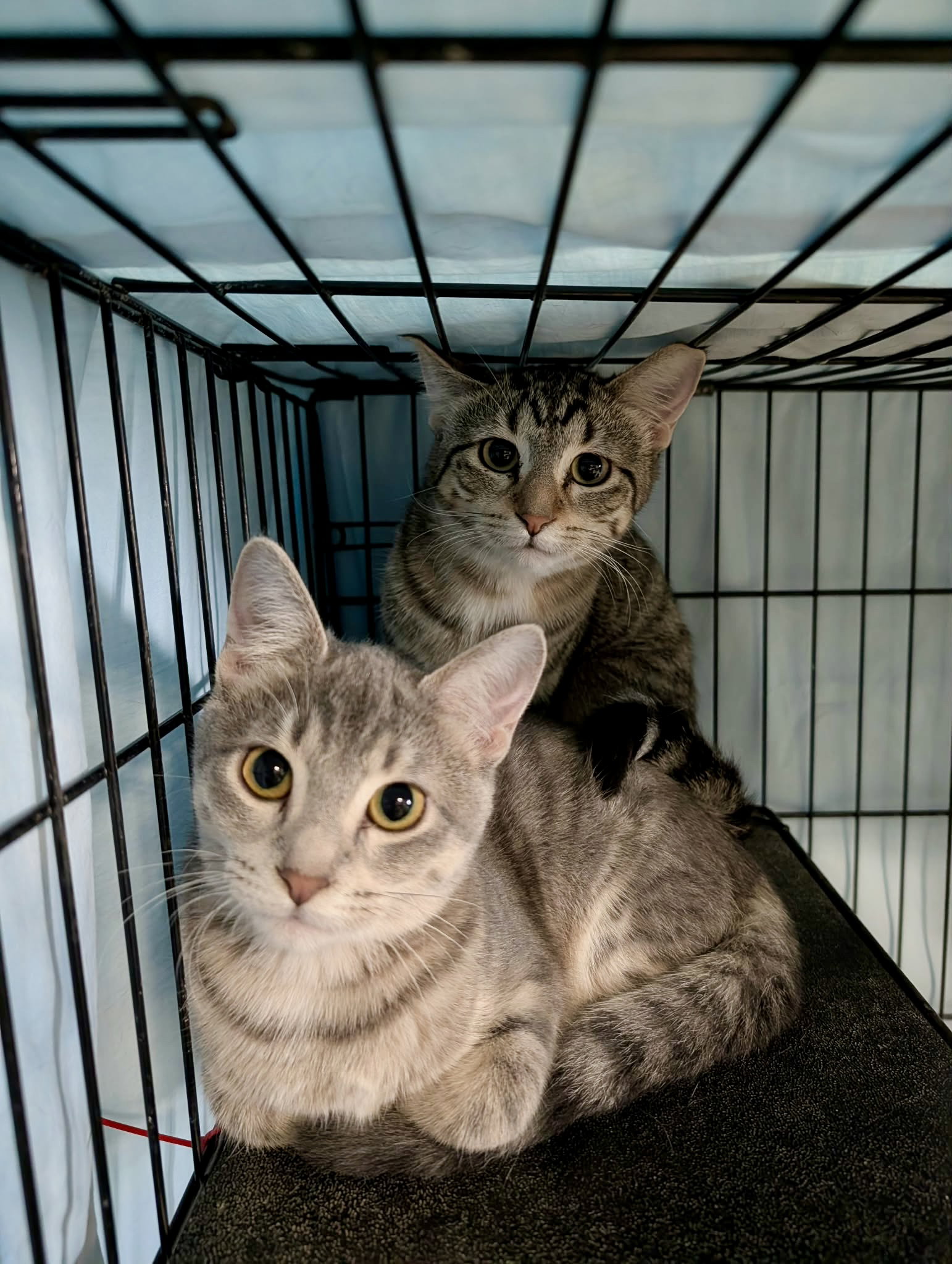 Zumo (Adopt w/Stella), photo 2