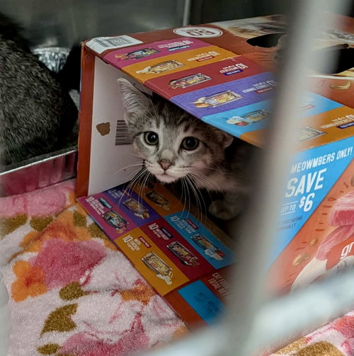 Photo 3 of Stella