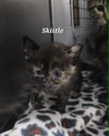 Skittle