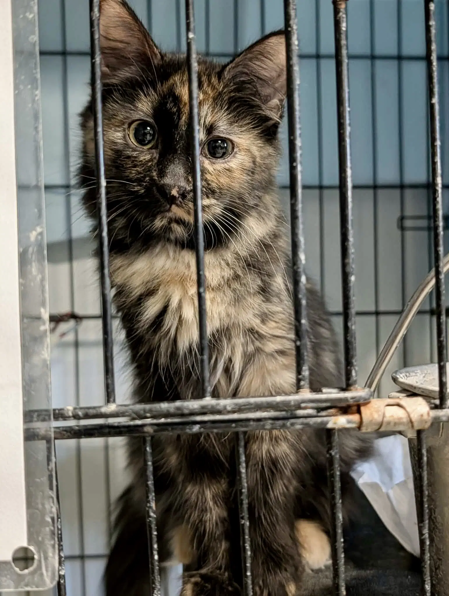 Skittle - Domestic Short Hair