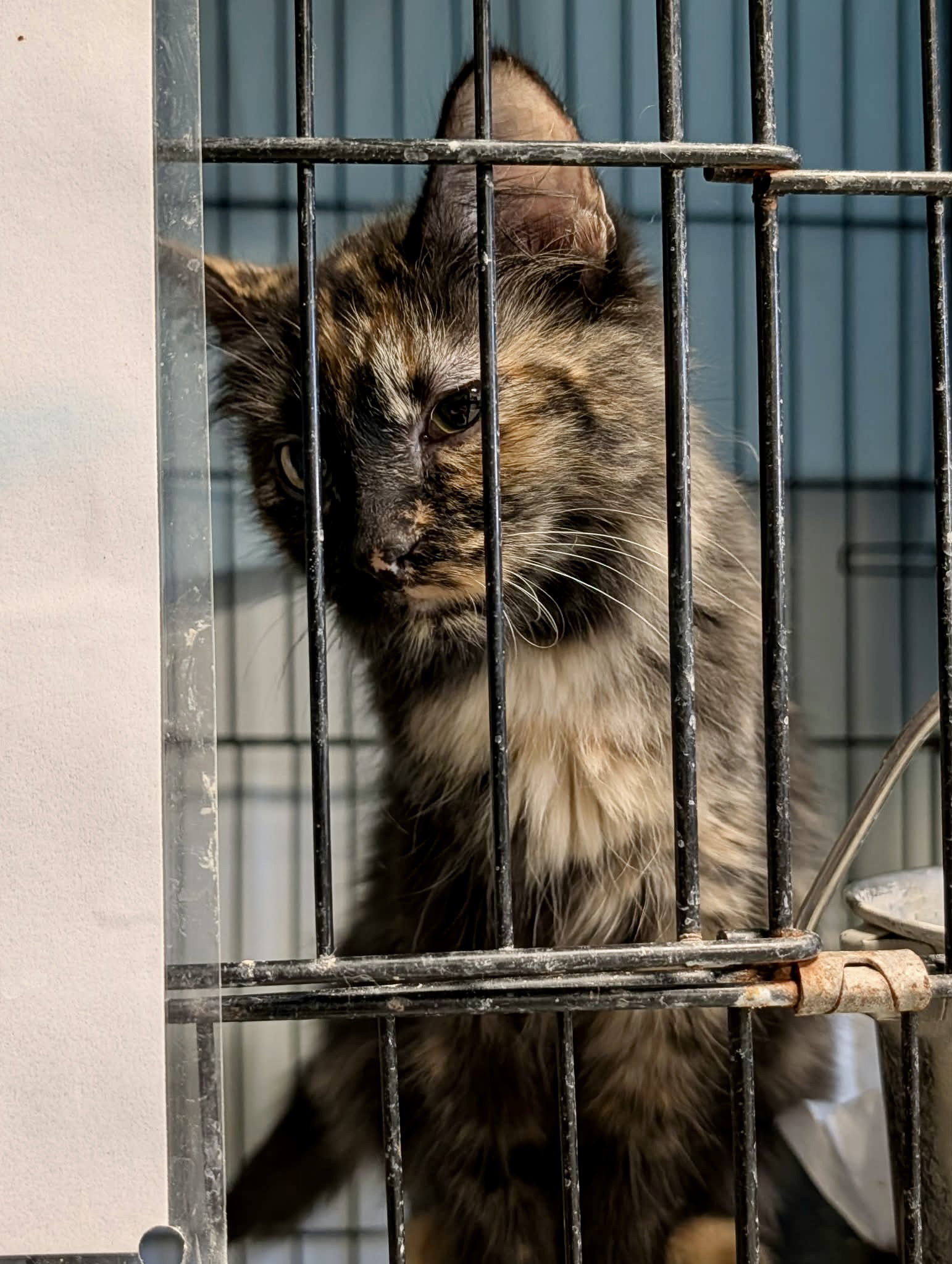 Skittles (Adopt w/Babbit), photo 2