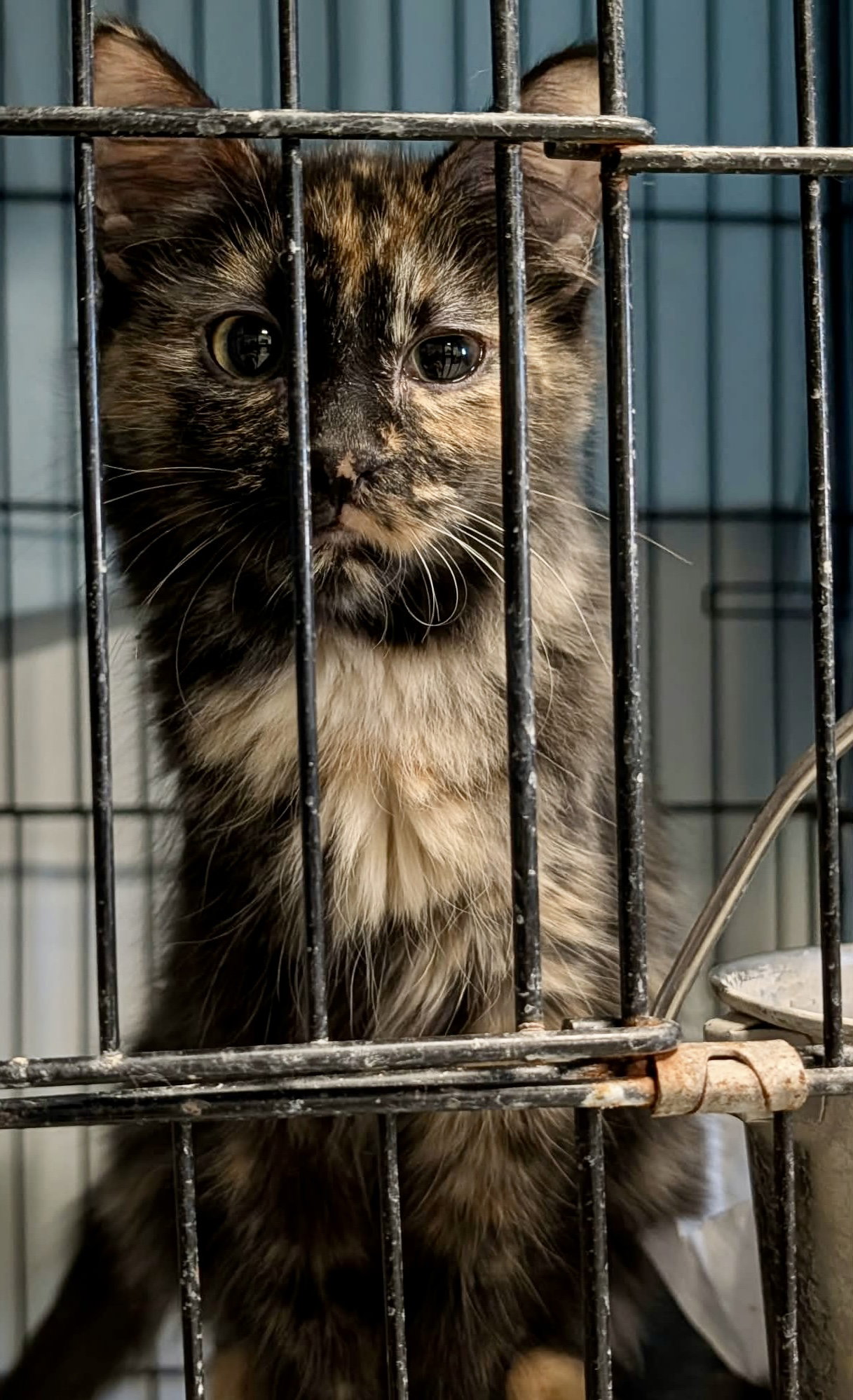 Skittles (Adopt w/Babbit), photo 3