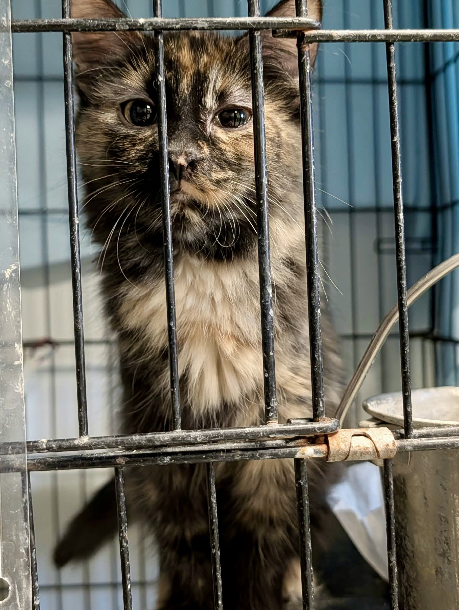 Skittles (Adopt w/Babbit), photo 4