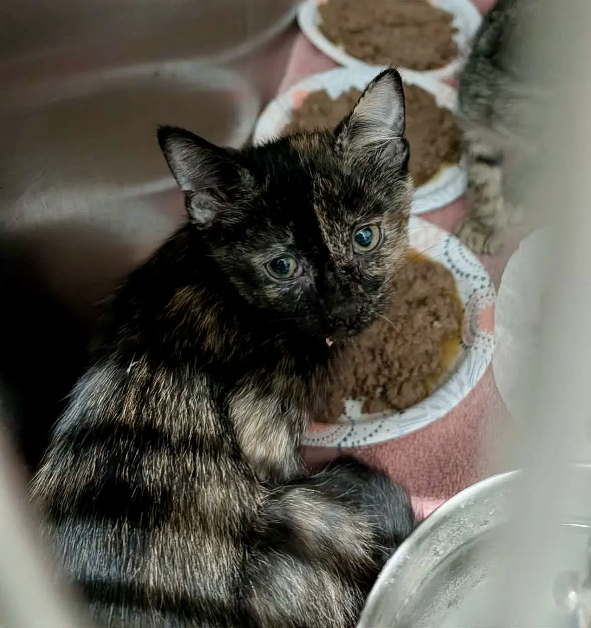 Babbet - Domestic Short Hair