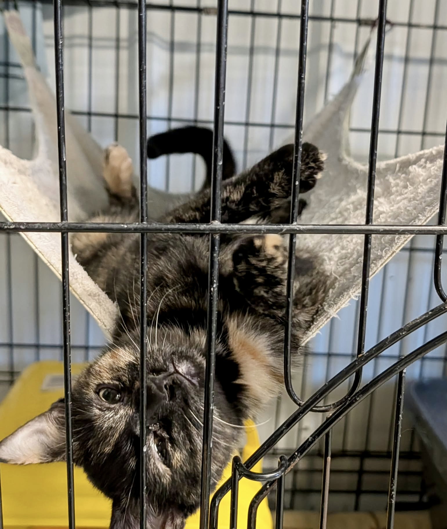 Babbit (Adopt w/Skittles)
