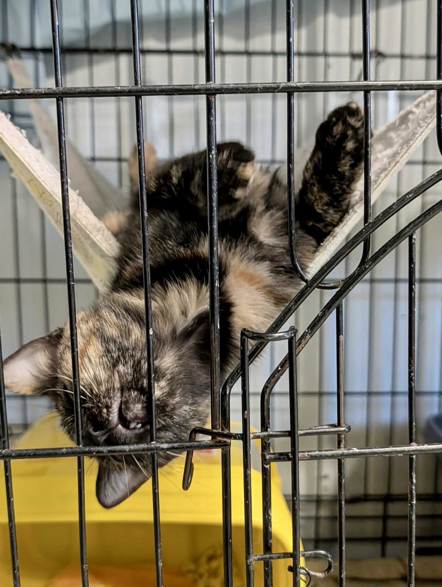 Babbit (Adopt w/Skittles), photo 2