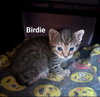 Birdie