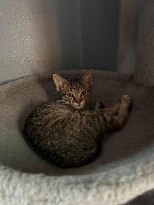 Photo 4 of Birdie