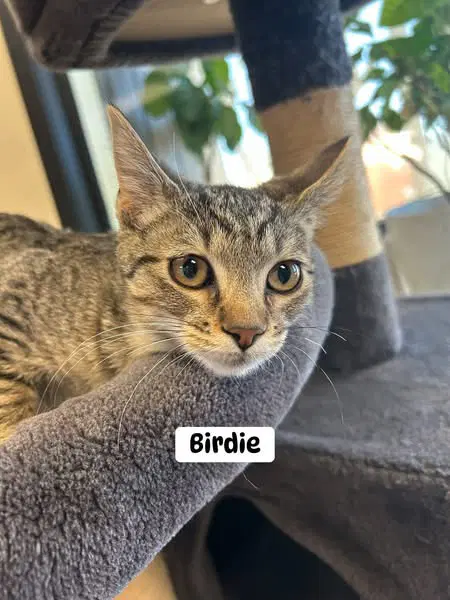 Birdie - Domestic Short Hair