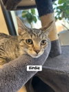 Birdie