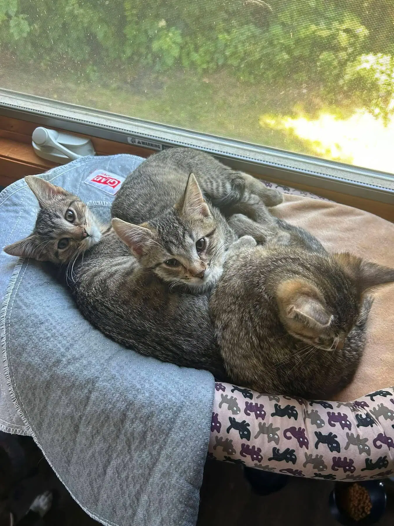 Maggie Mae - Domestic Short Hair