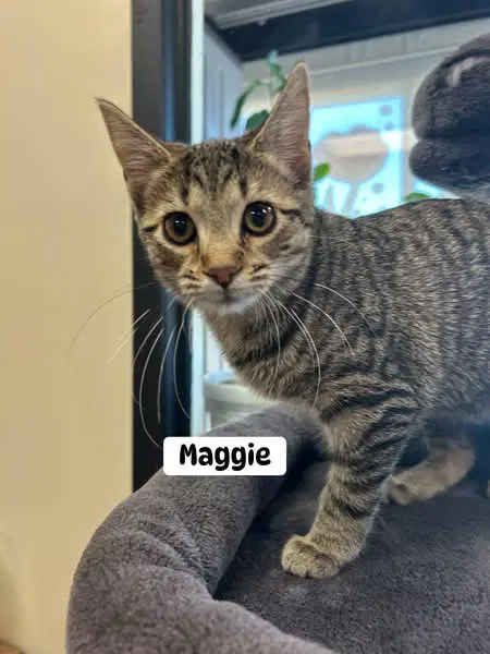 Maggie Mae - Domestic Short Hair