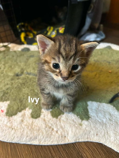 Ivy