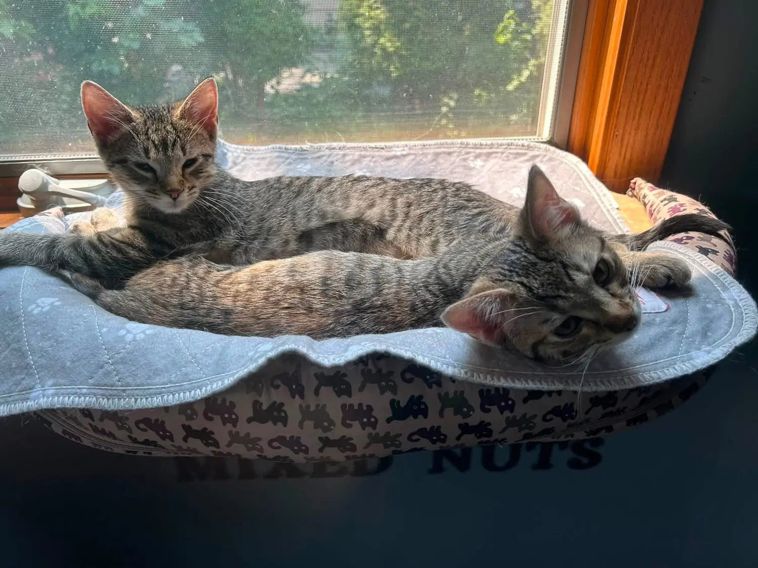 Ivy - Domestic Short Hair