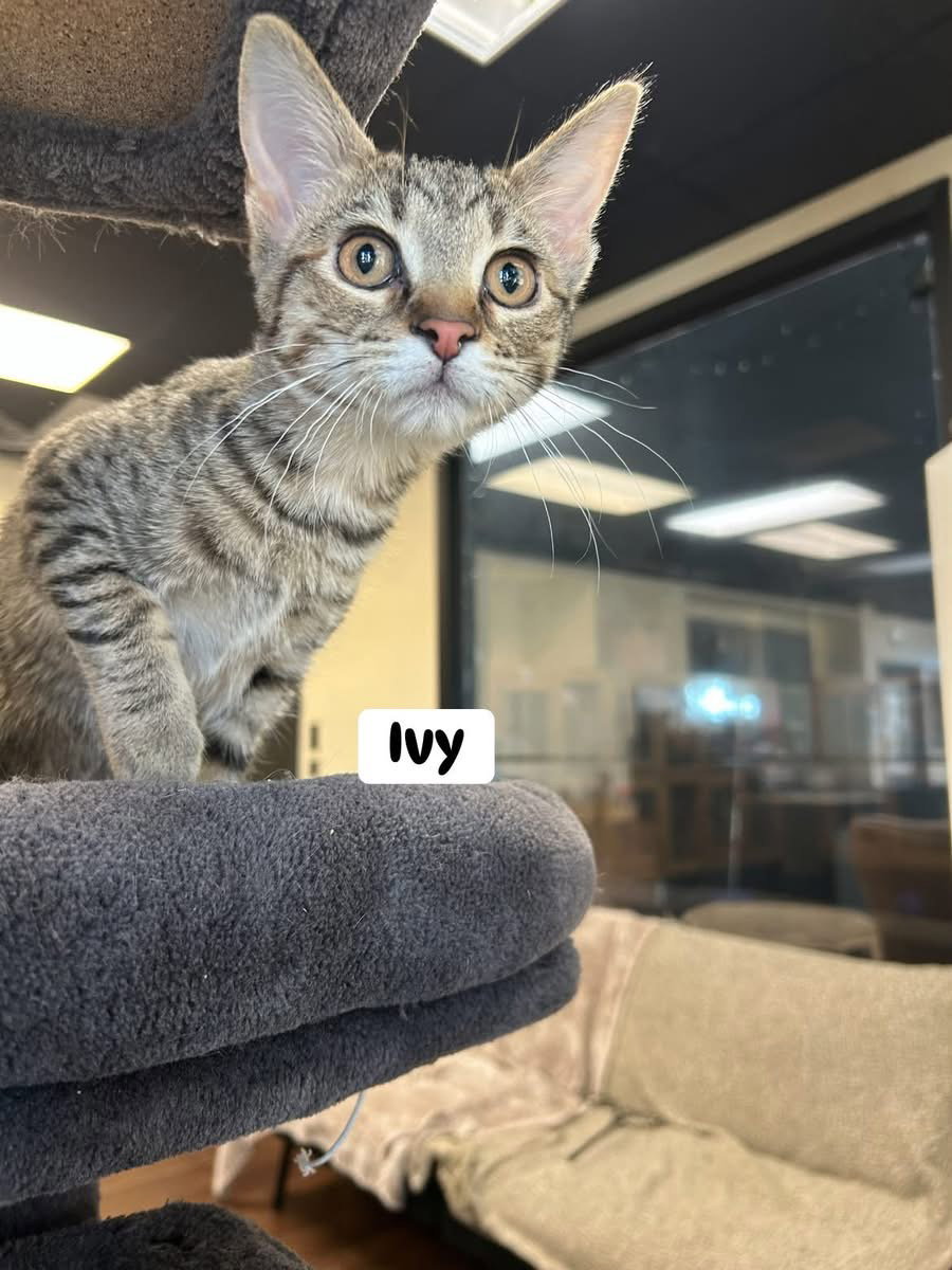 Ivy