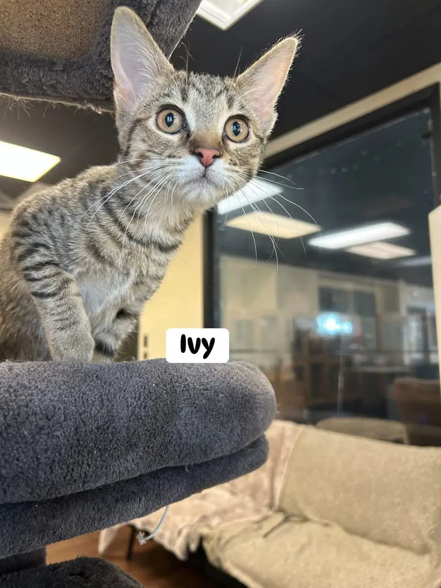 Ivy - Domestic Short Hair