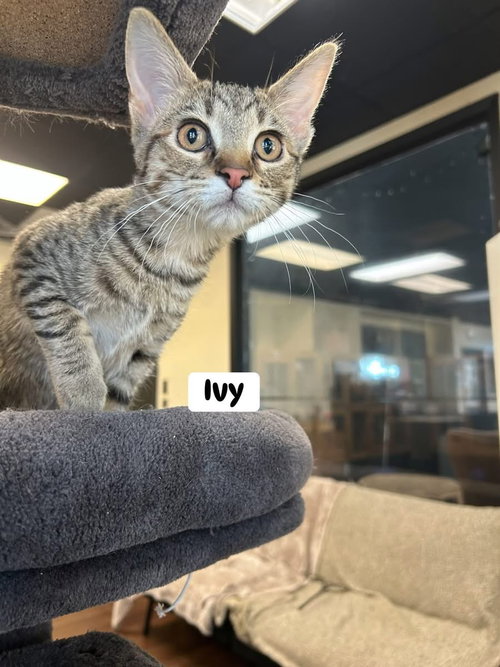 picture of the cat needing adoption