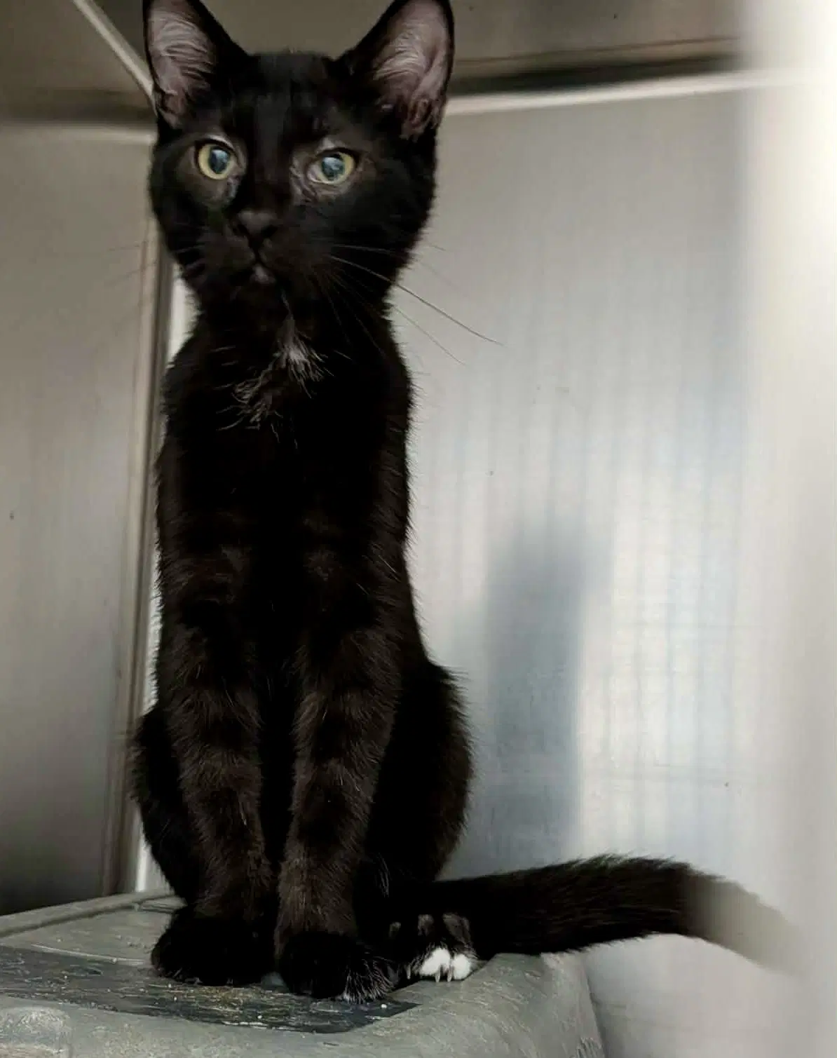 Anakin - Domestic Short Hair