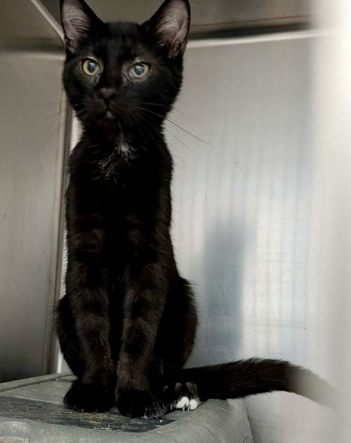 Anakin, a cat for adoption from Marshmallow Foundation