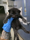 Boba Fett (FOSTER NEEDED w/MOM)