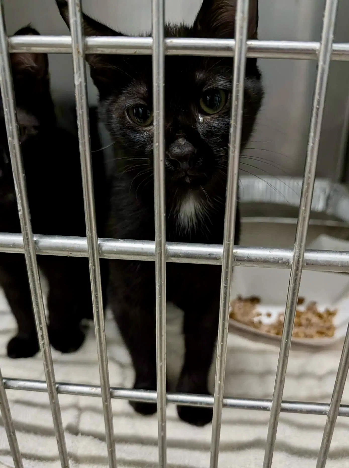 Boba Fett - Domestic Short Hair