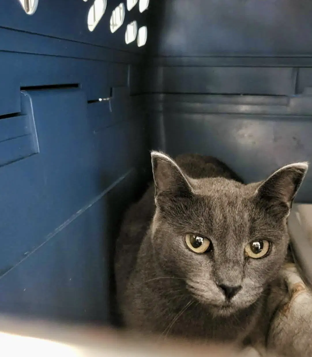 Petunia - Domestic Short Hair