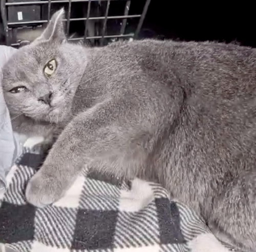 Petunia, a cat for adoption from Marshmallow Foundation