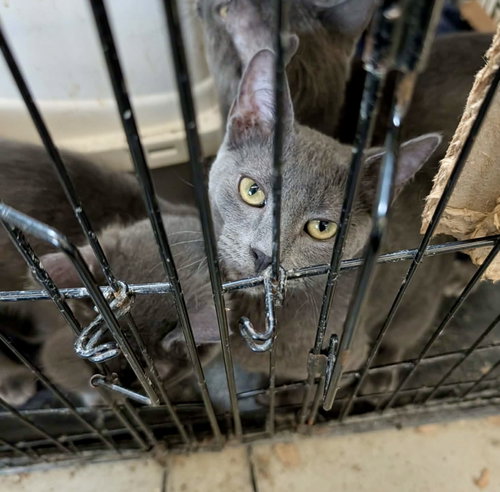 Quill, a cat for adoption from Marshmallow Foundation