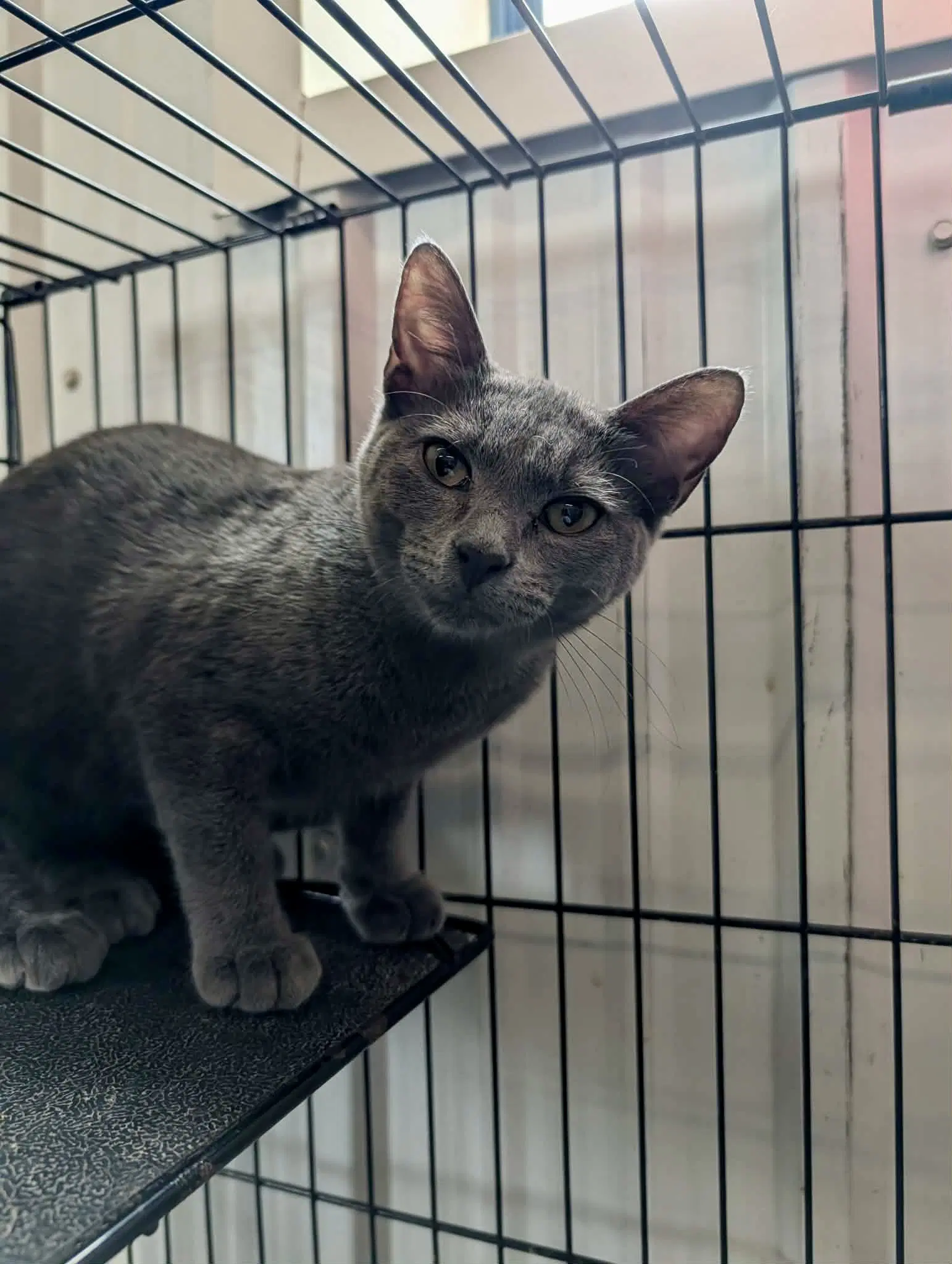 Gaia - Domestic Short Hair