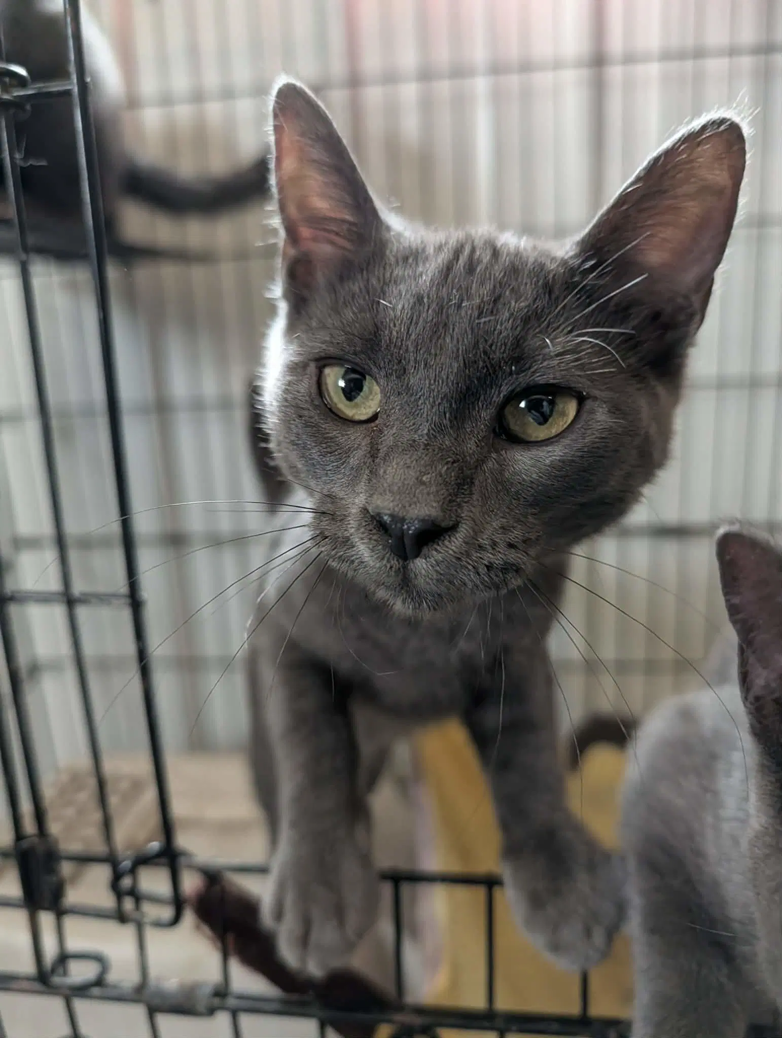 Salem - Domestic Short Hair