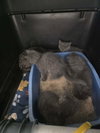 Gray mama kitten #4