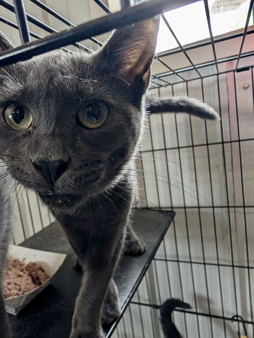 Miss Marple, a cat for adoption from Marshmallow Foundation