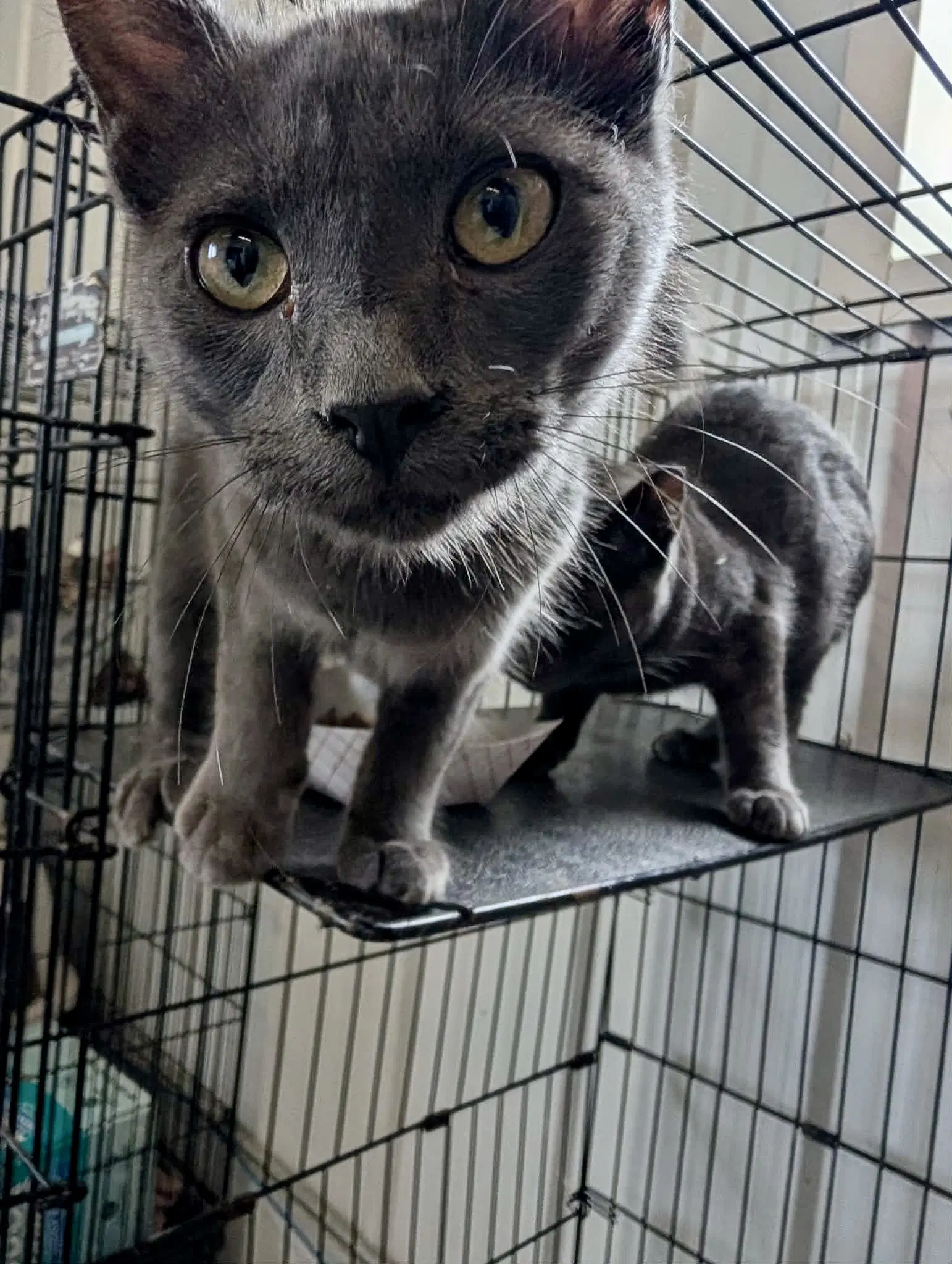 Emrys - Domestic Medium Hair