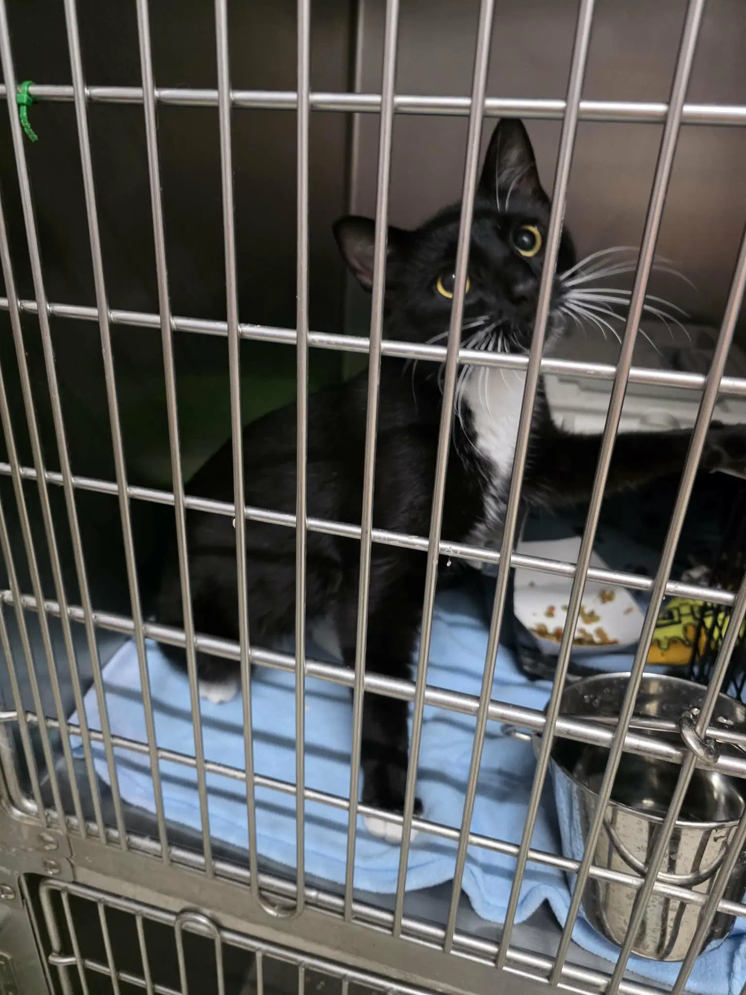 Bolt - Domestic Short Hair