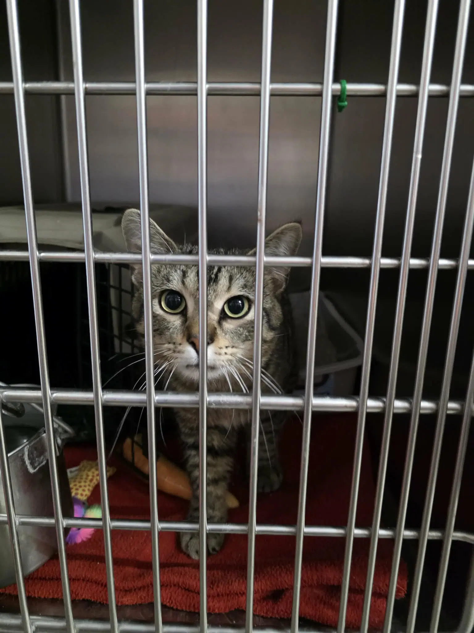 Ford - Domestic Short Hair